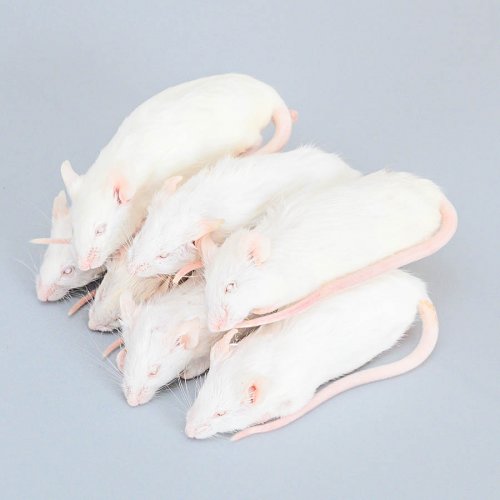Frozen Mice