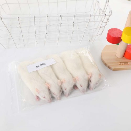 Frozen Rats