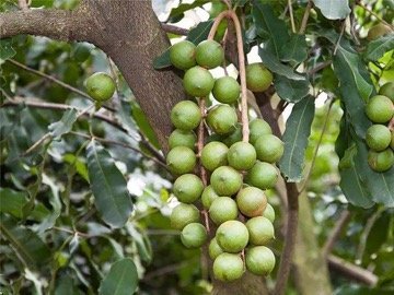 South African Macadamia