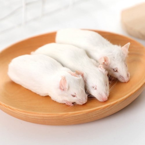 Frozen Mice