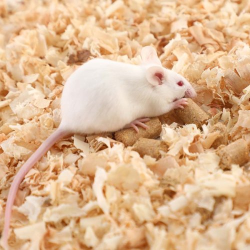 Mice