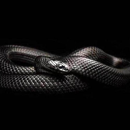 Black king snake