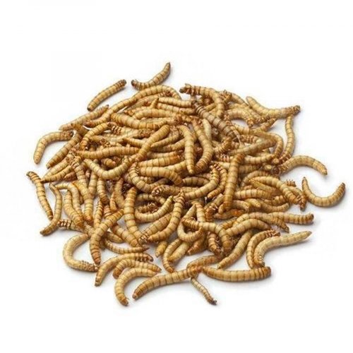 Freezedried mealworms